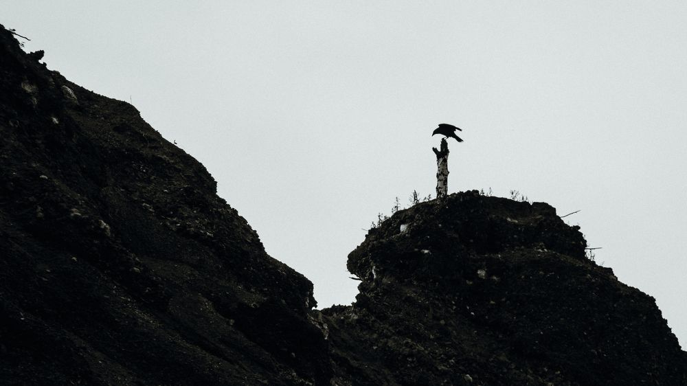 Силуэт ворона