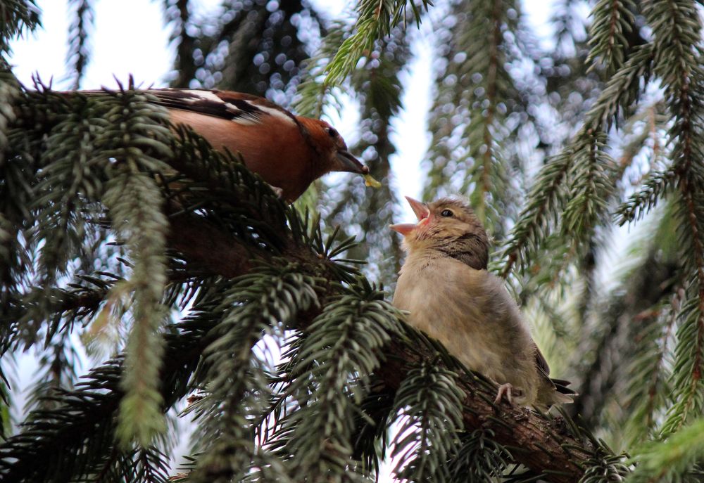 Папа принес червячка