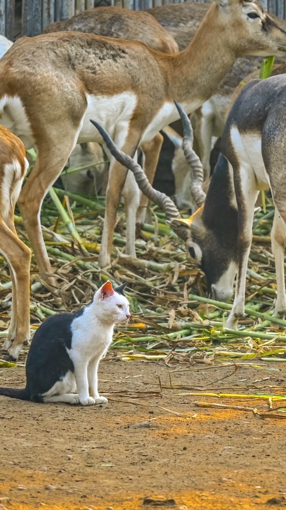 Фотография автора Aadi Saxena
