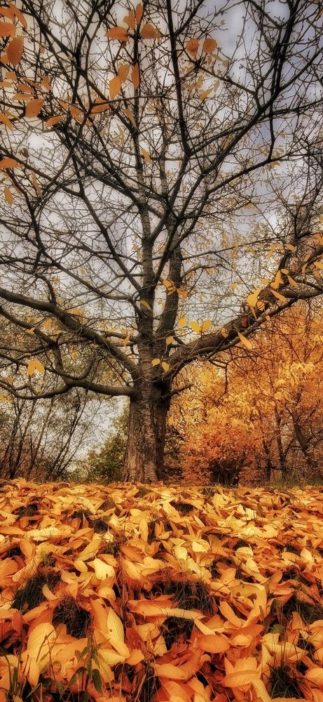Фотография автора Максим Светличный