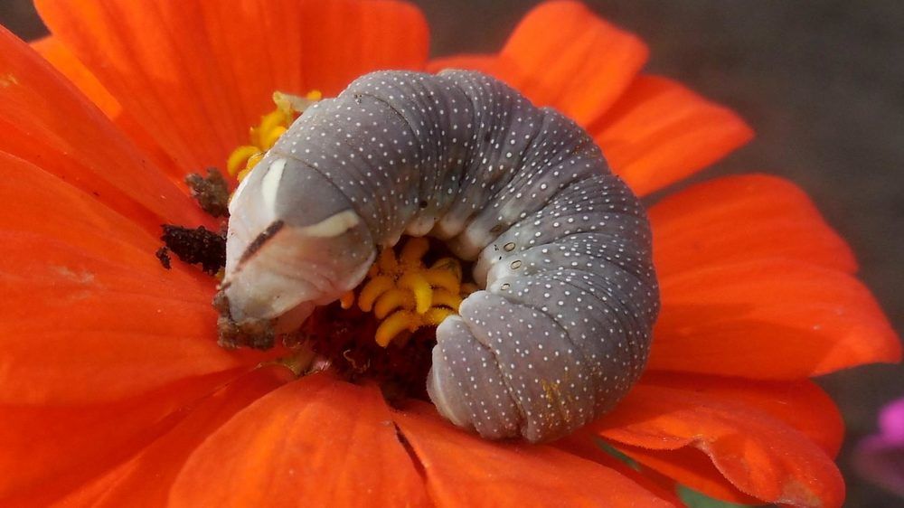 Фотография автора Павел Попов