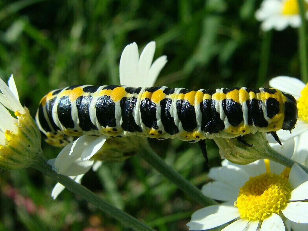 Фотография автора Павел Попов