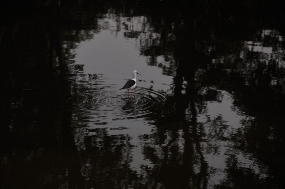 Photograph by SANDEEP KUMAR SHARMA