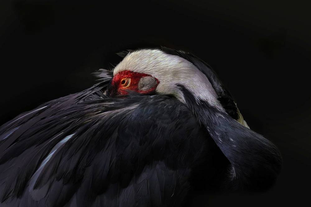 Photograph by Raed Victor Saad