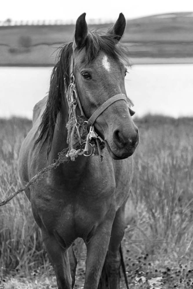 Photograph by Maryam Talepoor