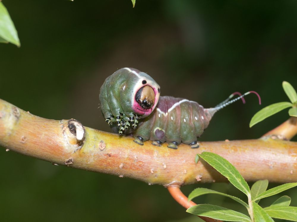 Photograph by Руслан Гончар