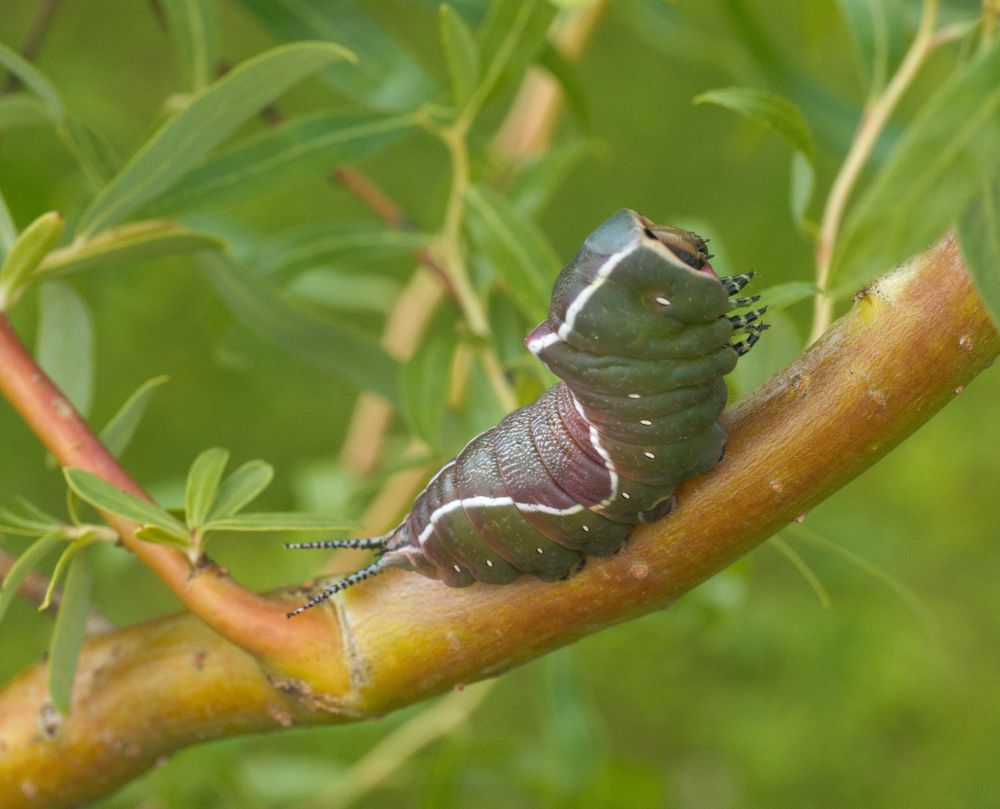 Photograph by Руслан Гончар