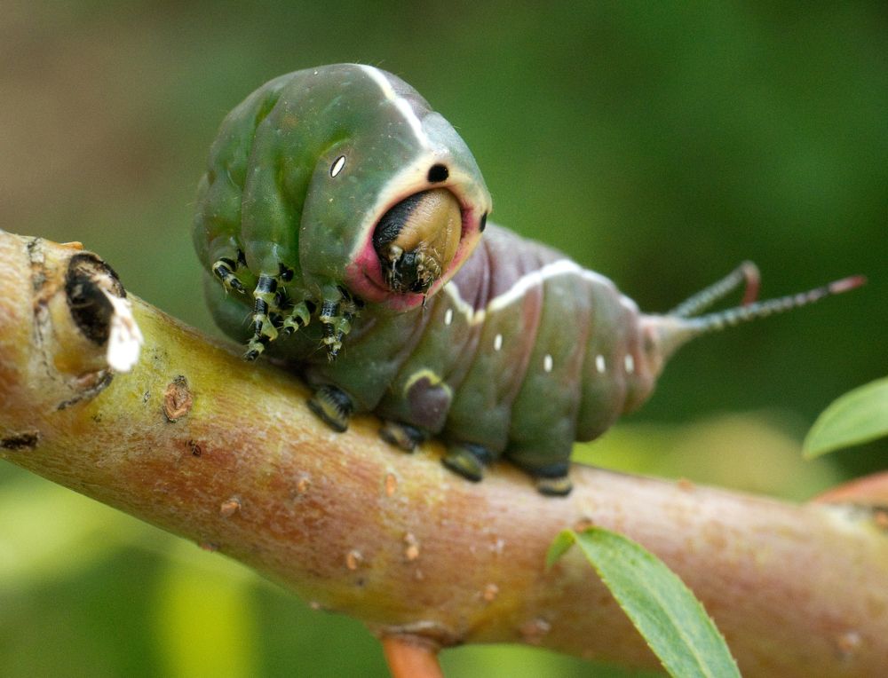 Photograph by Руслан Гончар