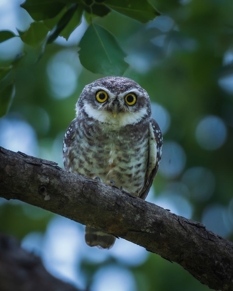 Photograph by Prem Madhavan
