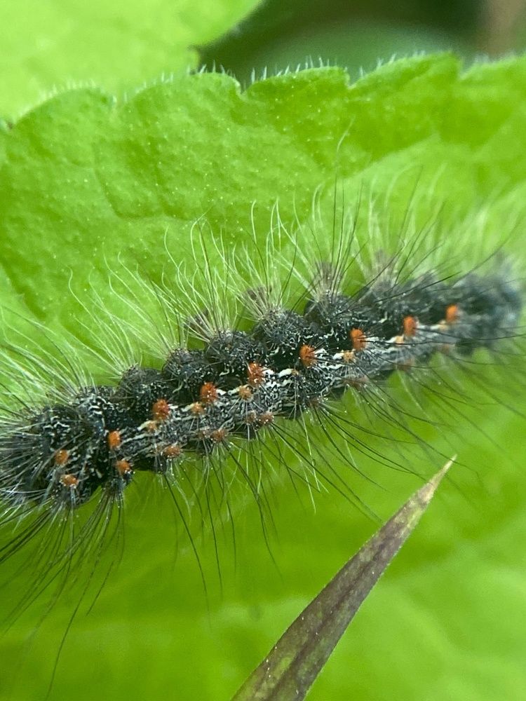Фотография автора Виктория Зеленкова