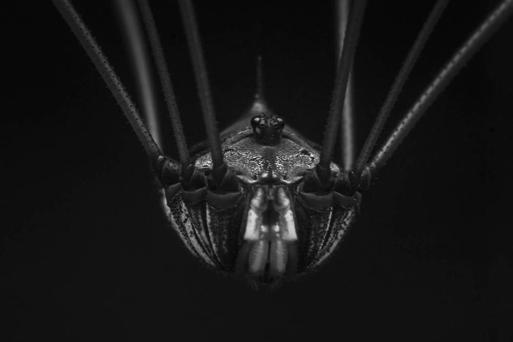 Фотография автора ChonTin NeCoTi