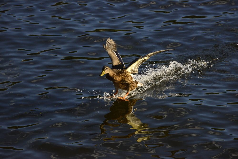 Photograph by Дмитрий Юдин