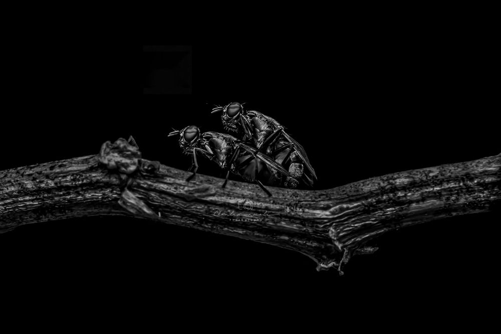 Фотография автора ChonTin NeCoTi