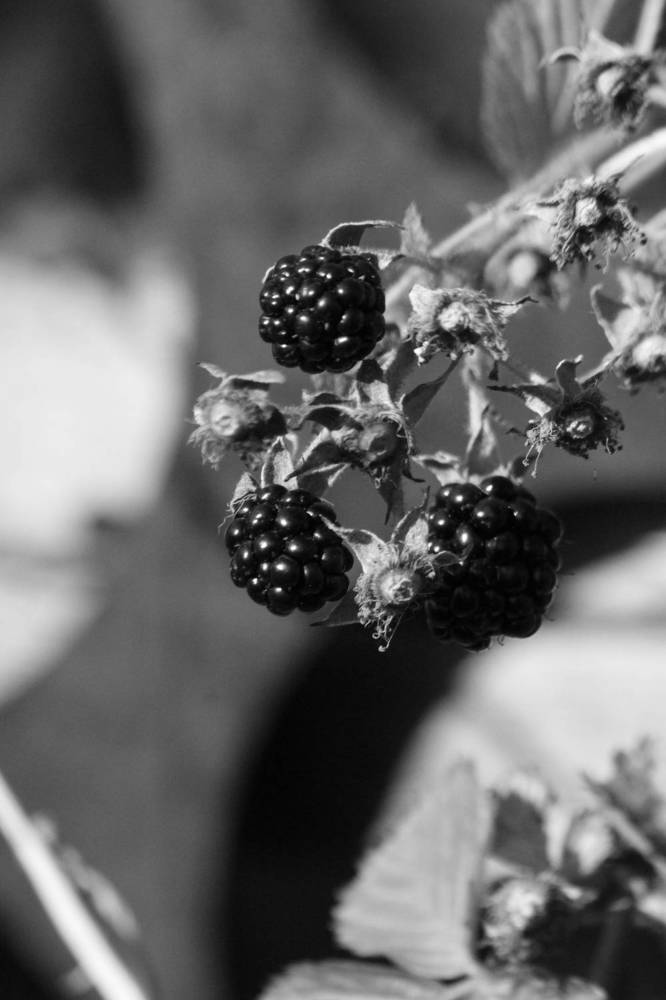 Photograph by Екатерина Александровна