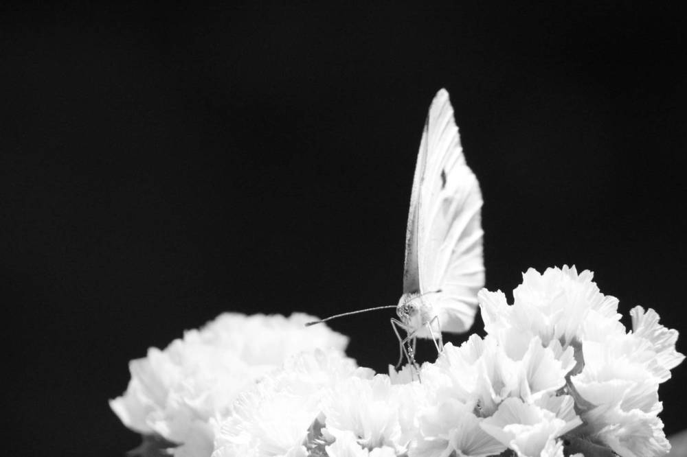 Photograph by Екатерина Александровна