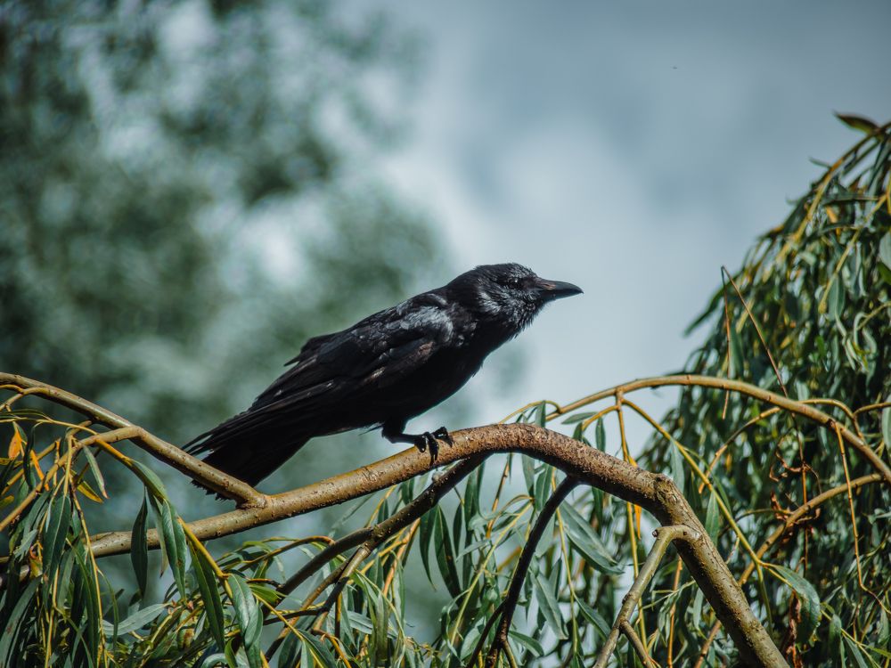 Photograph by Ирина Протченко