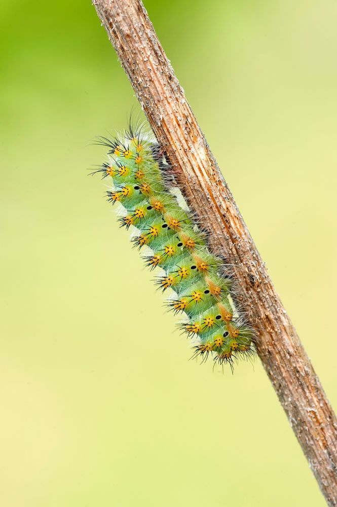 Saturnia pavoniella(Scopoli, 1763) Pavonia minore