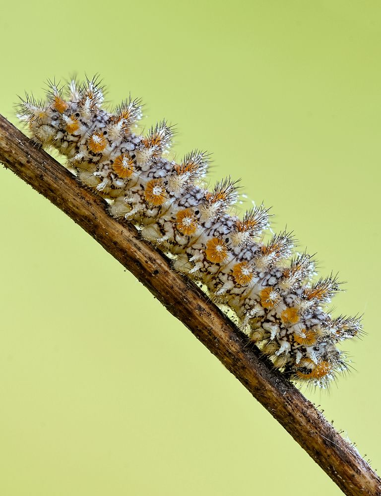 Melitaea didyma (Esper, 1778)