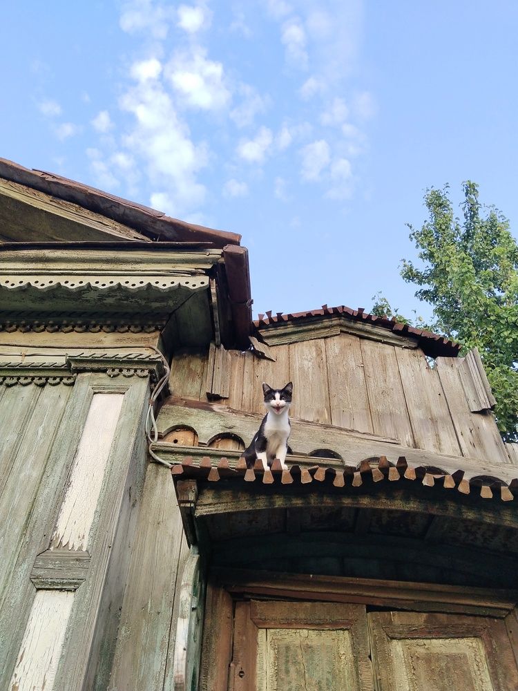 Photo #11297207