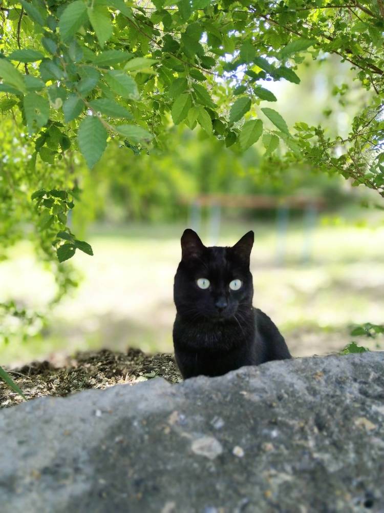 Photo #11297253