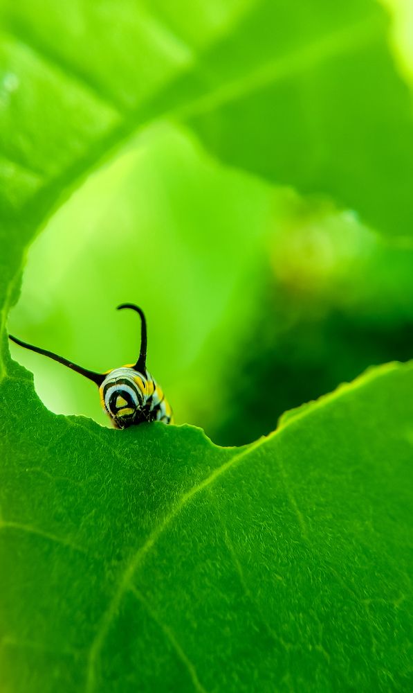 Photograph by Suthakaran Gokulananthan