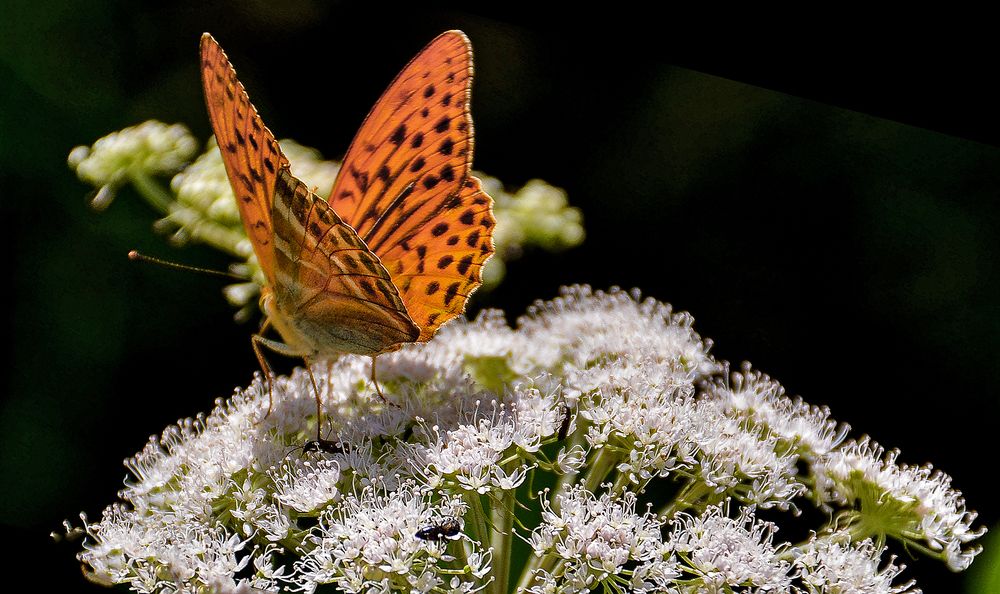 Для администрации сайта любой каприз!