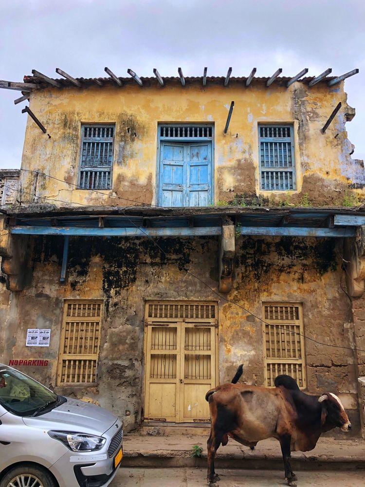 In the simplicity of everyday life, nature finds its perfect perch.