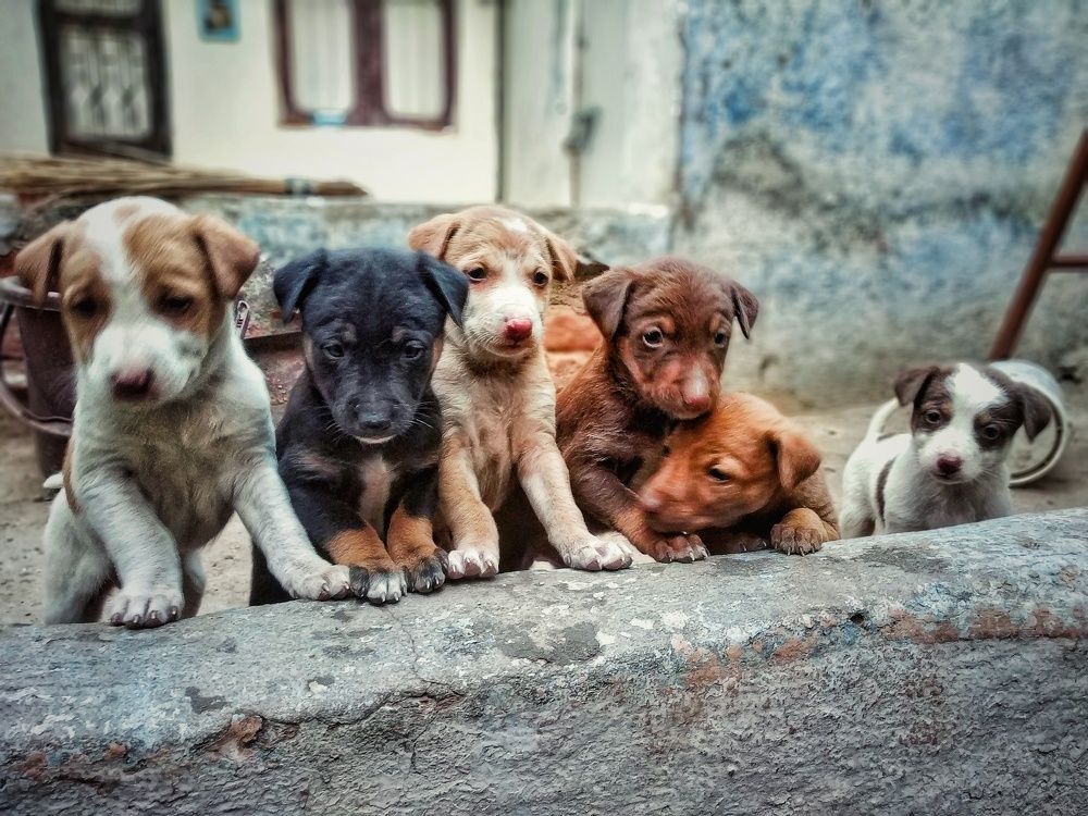 Little paws, big hearts