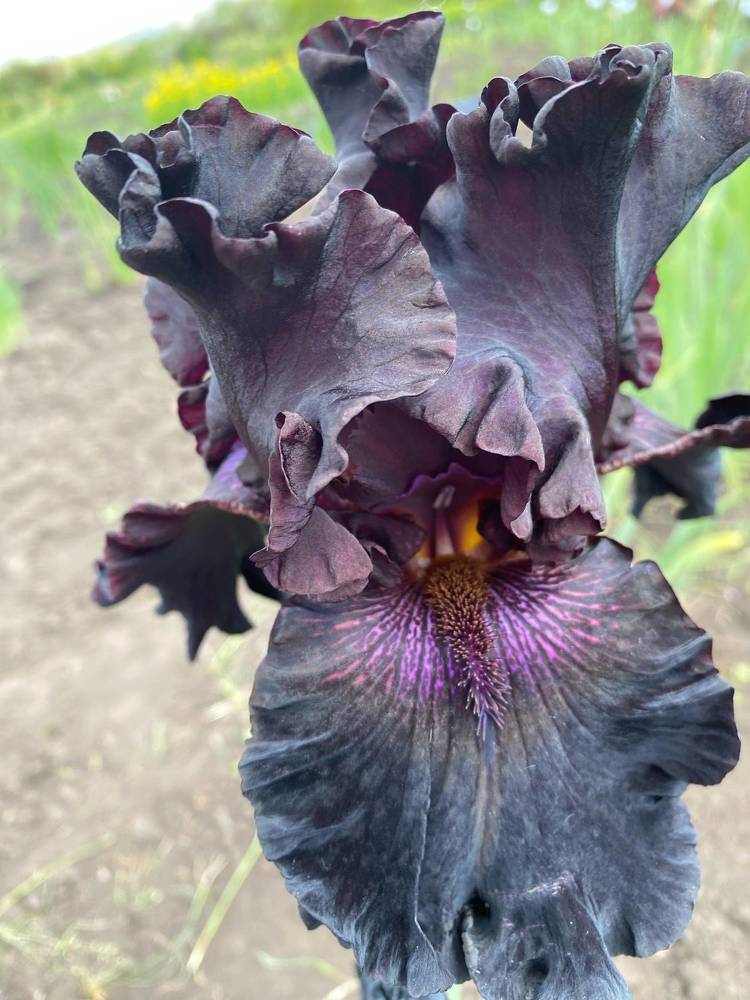 Фотография автора Виктория Зеленкова