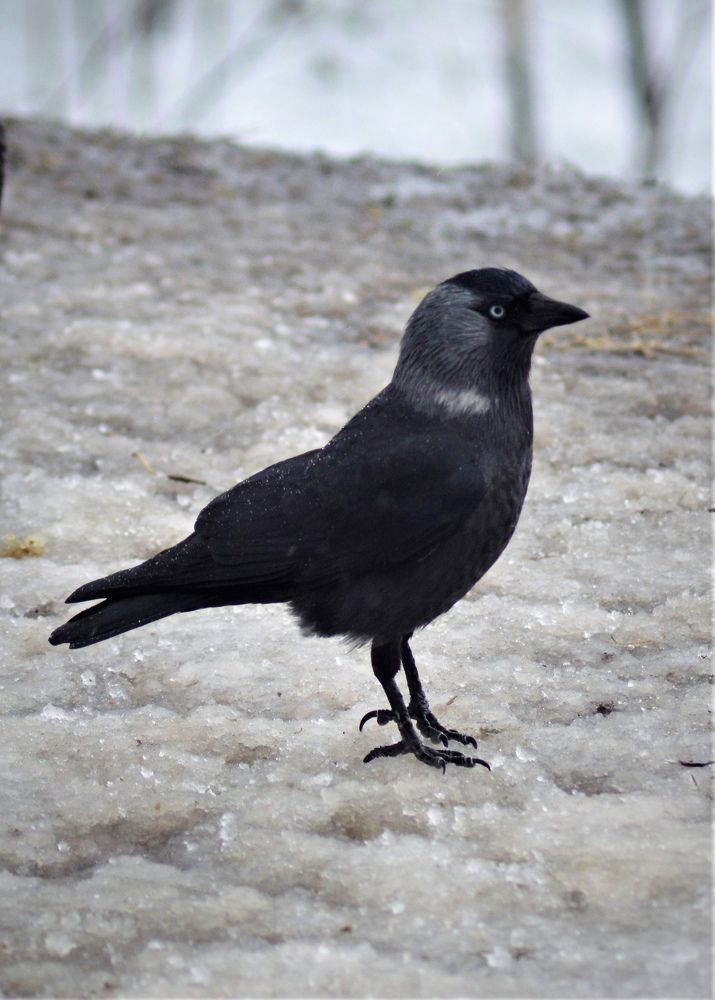 Фотография автора Виктория Зеленкова