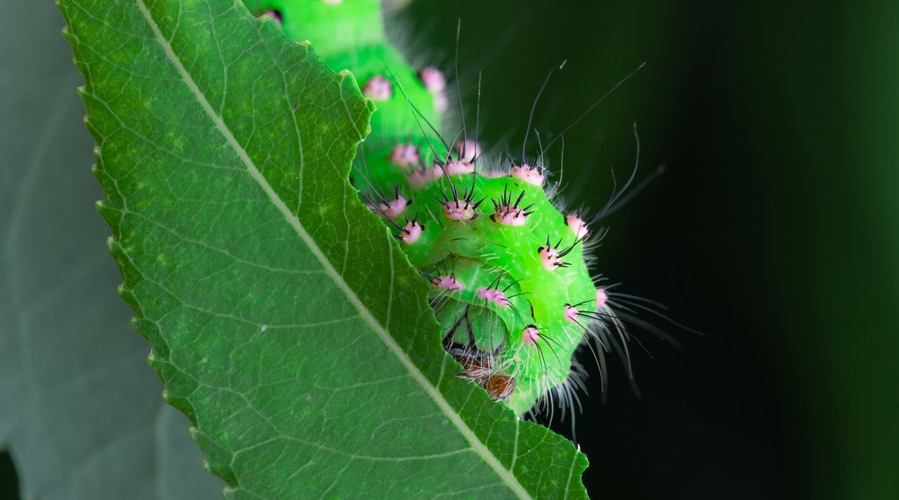 Photograph by Alexander Pakhomov