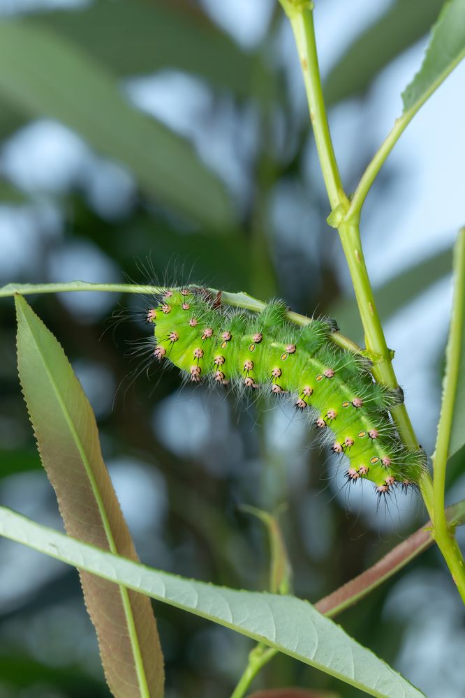 Фотография автора Alexander Pakhomov
