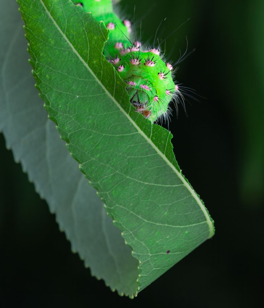 Фотография автора Alexander Pakhomov