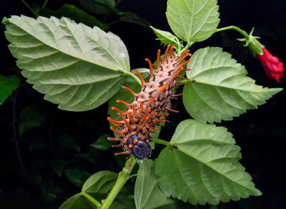 Photograph by TAN LING ZI