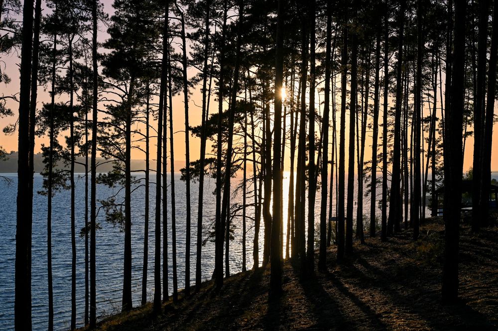 Солнце сквозь сосны