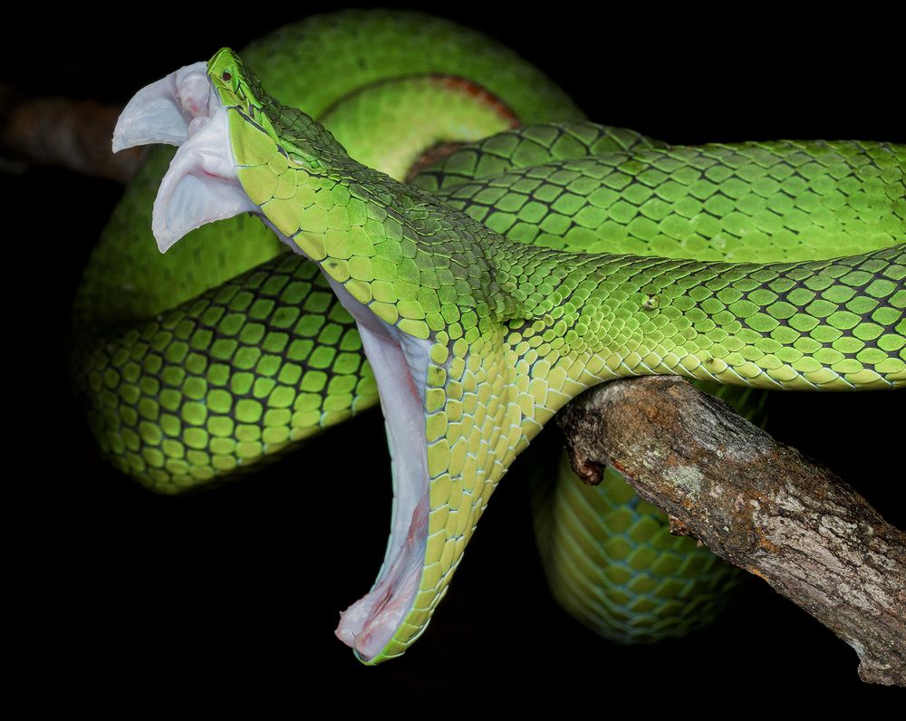 Photograph by TAN LING ZI