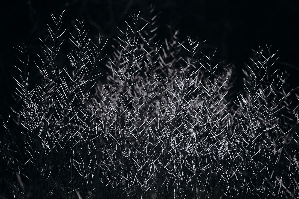 Фотография автора VIZO VIZO