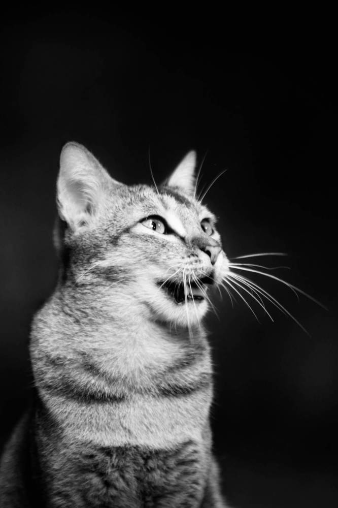 Фотография автора Washiful Majid