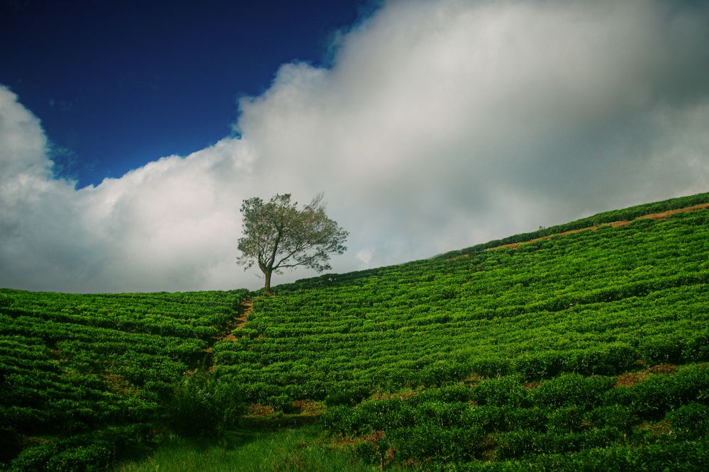 Photograph by Элен Пройс