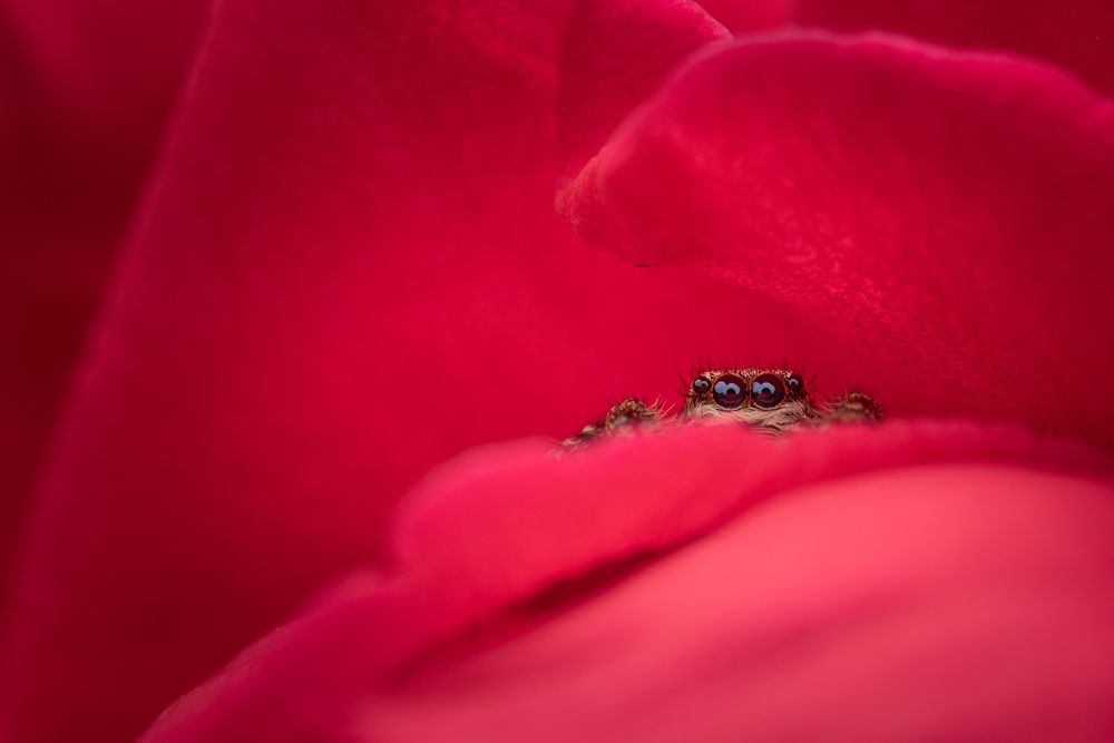 Фотография автора Krisztina Mácsai