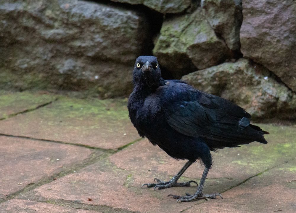 Photograph by Jorge Bagnuoli