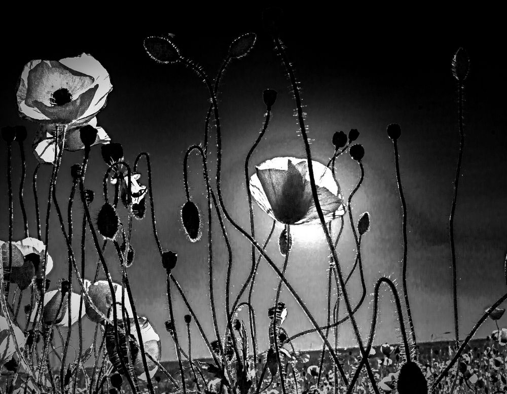 Photograph by Сергей Христинич