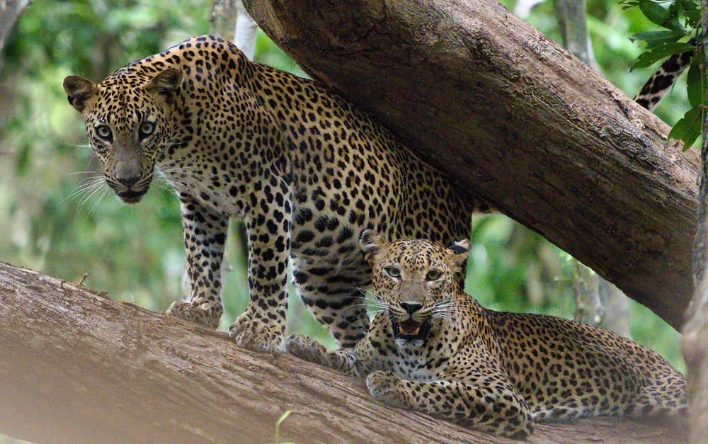 Фотография автора ROHAN MADDUMARACHCHI