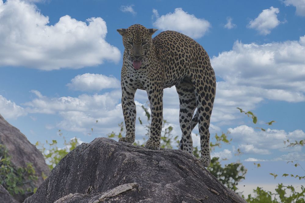 Фотография автора ROHAN MADDUMARACHCHI