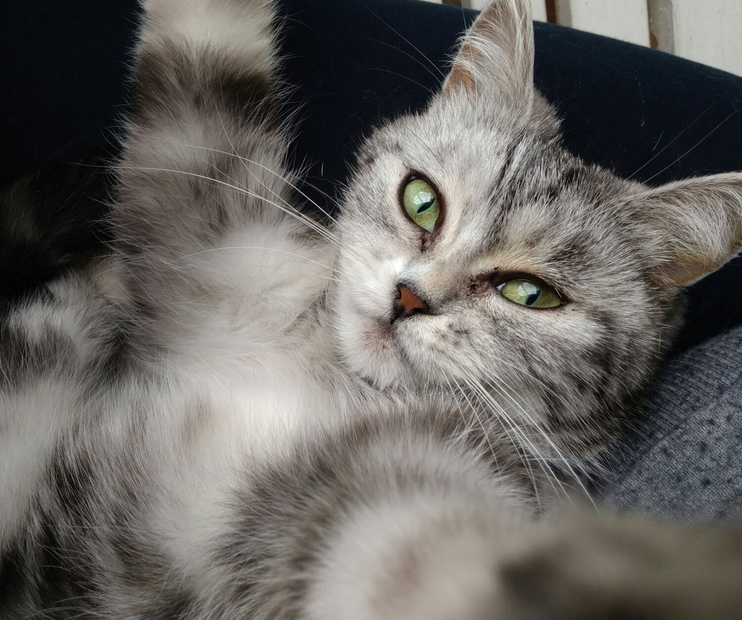 Photo #11298134