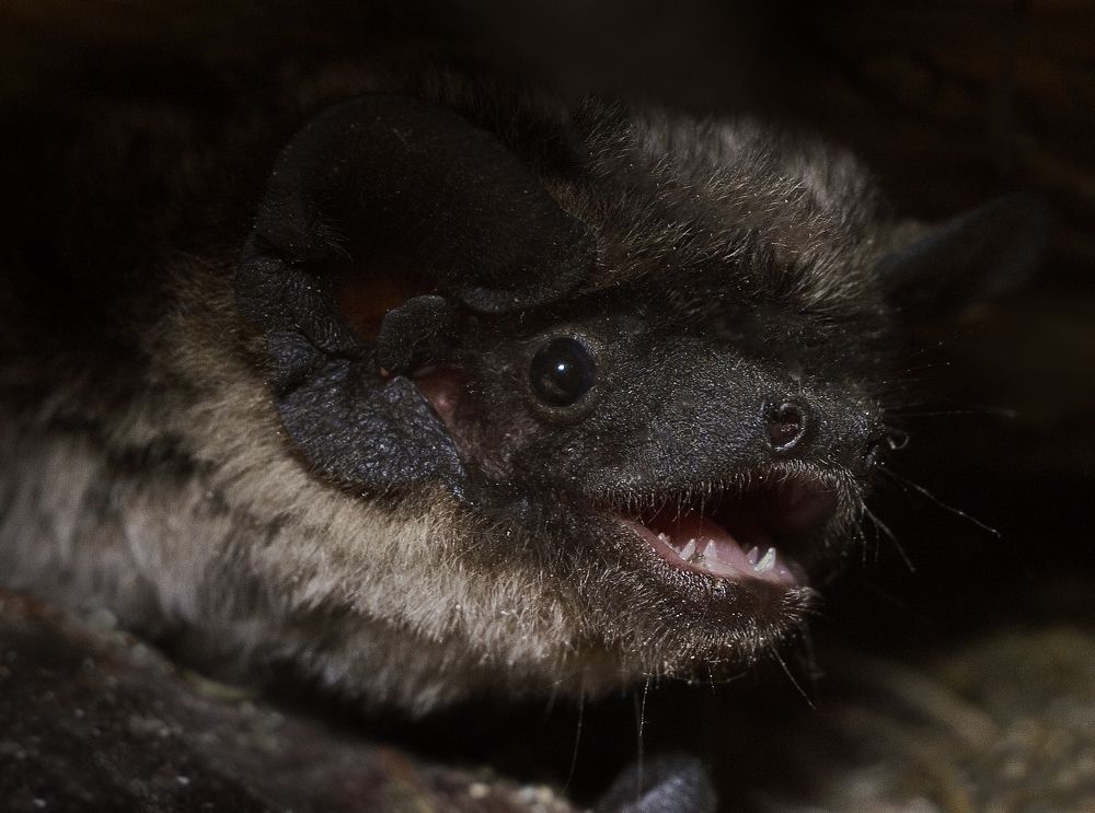 Фотография автора Максим Светличный