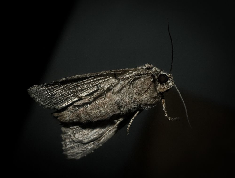 Фотография автора Максим Светличный