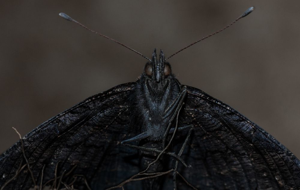 Фотография автора Максим Светличный