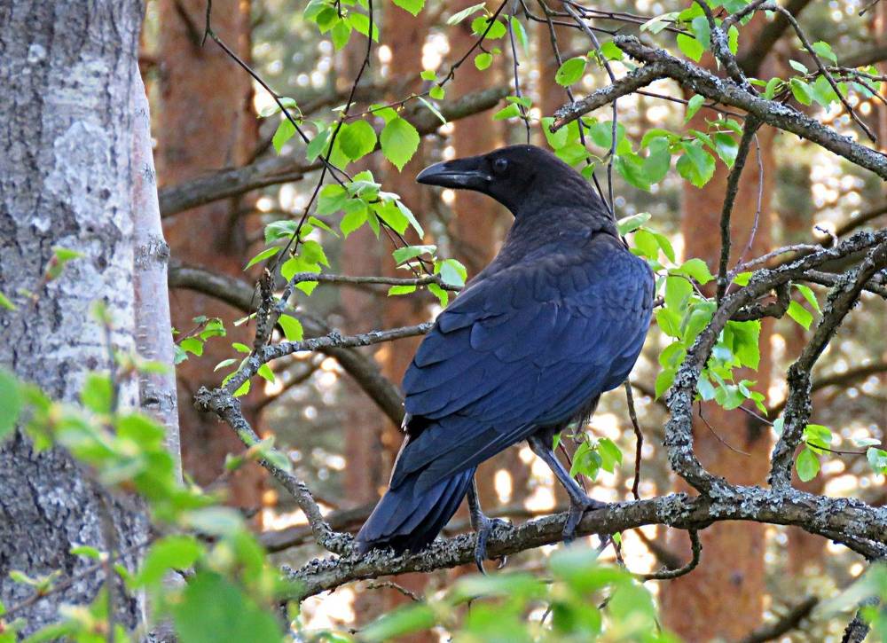 Photograph by Галина Пименова