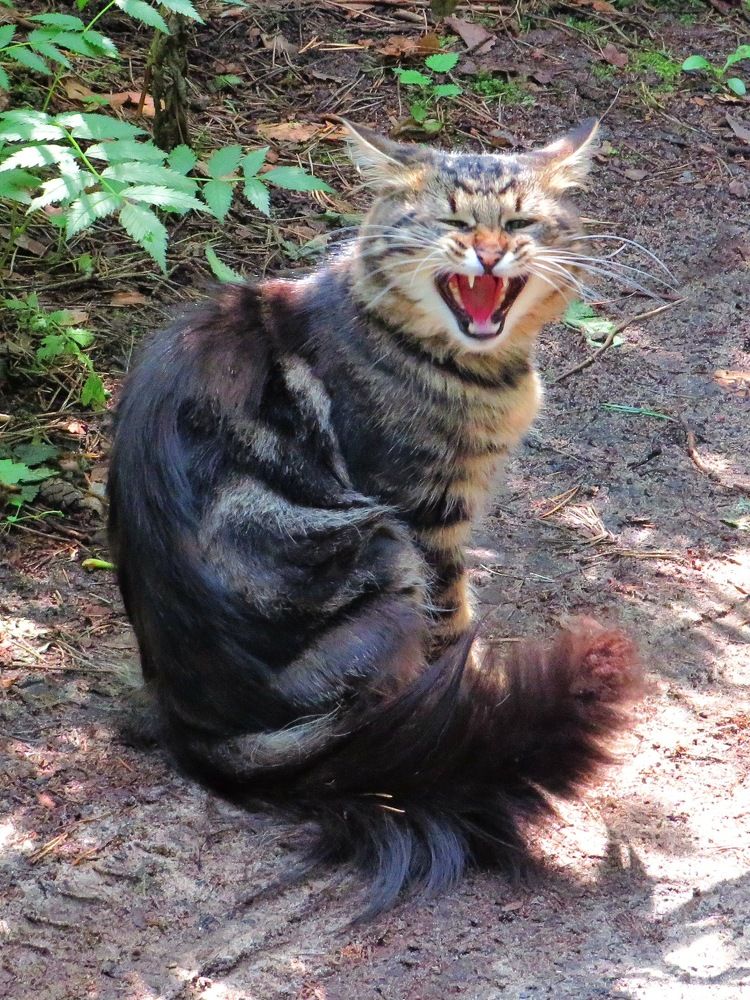 Зевающий кот